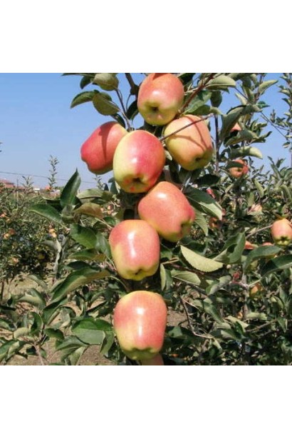 Яблуня Голд Чіф із дозрілими золотистими плодами